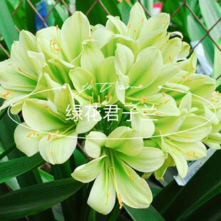 国宝级精品绿花君子兰查尔斯细长叶纯绿裤小苗室内盆栽正品平长尾