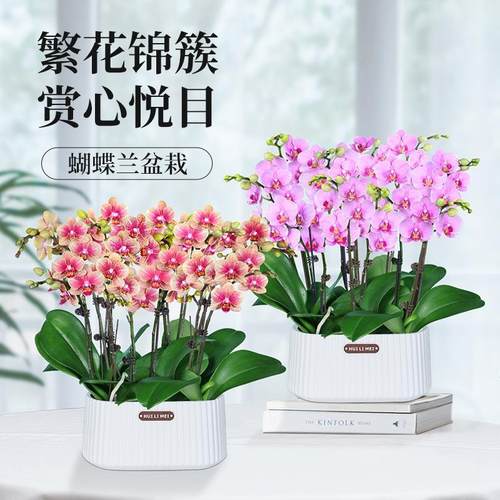 速发带花带花苞蝴蝶兰盆栽室内好养双真剑桌花苗花花高端花卉兰面