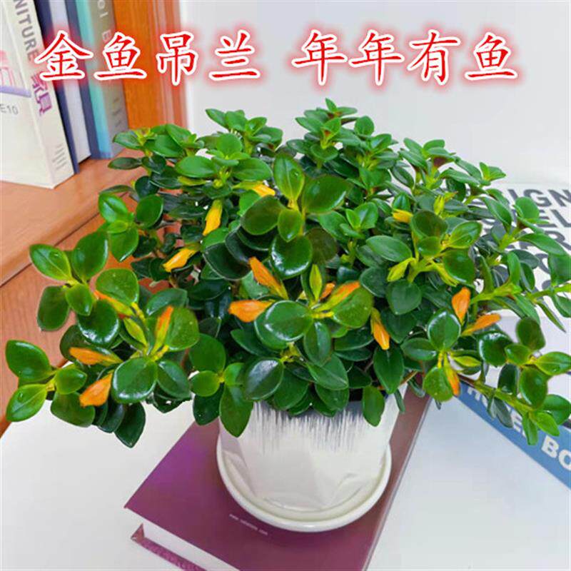 金鱼花吊兰盆栽室内花好养易活植物四季开花绿萝发财树吸甲醛花卉