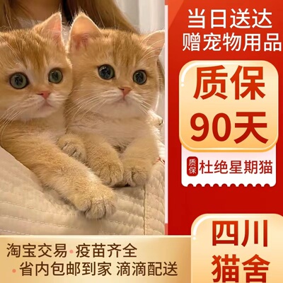 英短纯种金渐层幼猫幼崽血统赛级英国短毛猫蓝金活体宠物猫咪活物