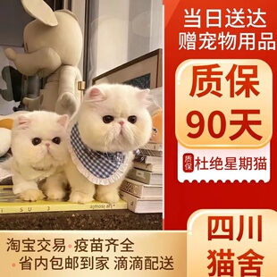 加菲猫纯种幼崽曼基康矮脚猫短腿小猫咪宠物活的小奶猫幼猫咪活物