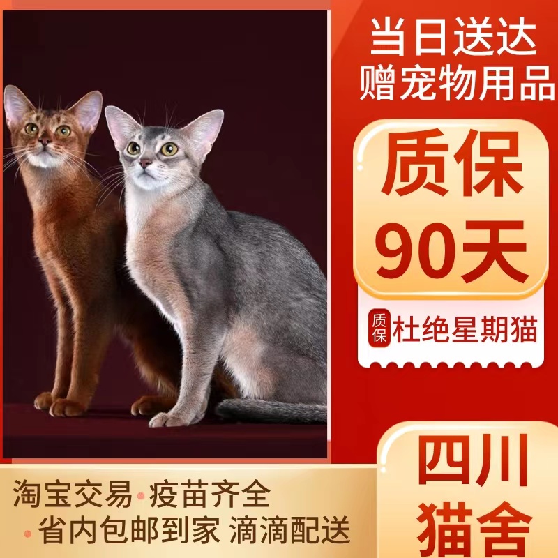 阿比西尼亚猫幼猫不掉毛纯种原始色古埃及猫短毛宠物猫咪幼崽活体