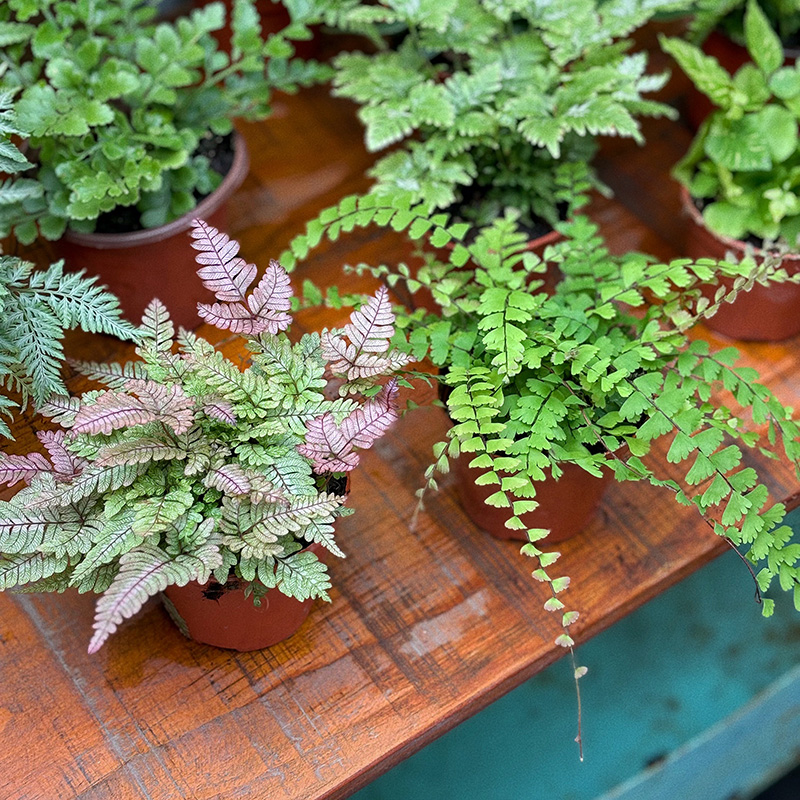 蕨类绿植盆栽波士顿蕨鸟巢蕨铁线蕨肾蕨凤尾蕨狼尾蕨耐阴净化空气