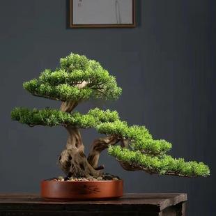 室内客厅松树迎客松盆景真树镇松树造景小松树盆栽花盆盆栽真松树