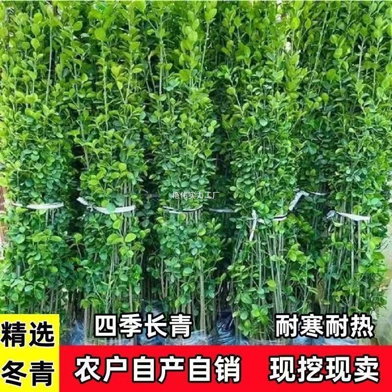 北海道黄杨冬青树苗四季常青耐寒绿篱围栏多头庭院围墙