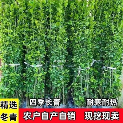 北海道黄杨冬青树苗四季常青耐寒绿篱围栏多头庭院围墙