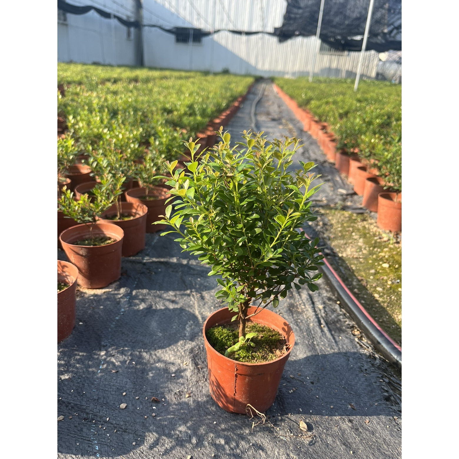 小叶赤楠盆景迷你植物室内花卉办公室 桌面小绿植好养四季