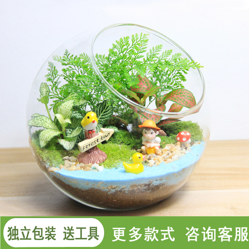 苔藓微景观生态瓶趣味植物创意办公室DIY材料包迷你玻璃盆栽礼物