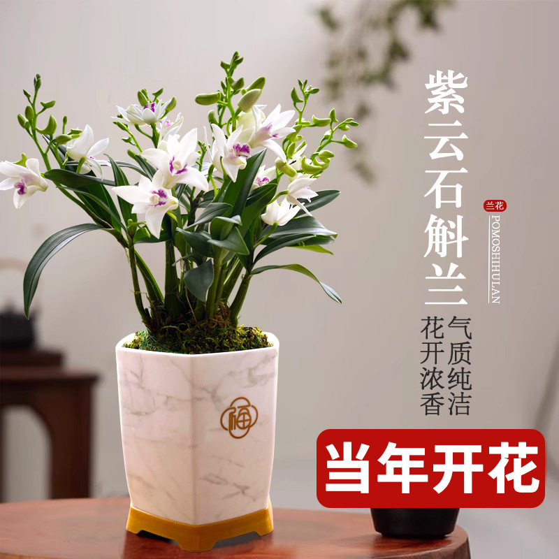 兰花苗 紫云泼墨石斛兰 冬带花苞出售好养绿植物盆栽桌面花卉