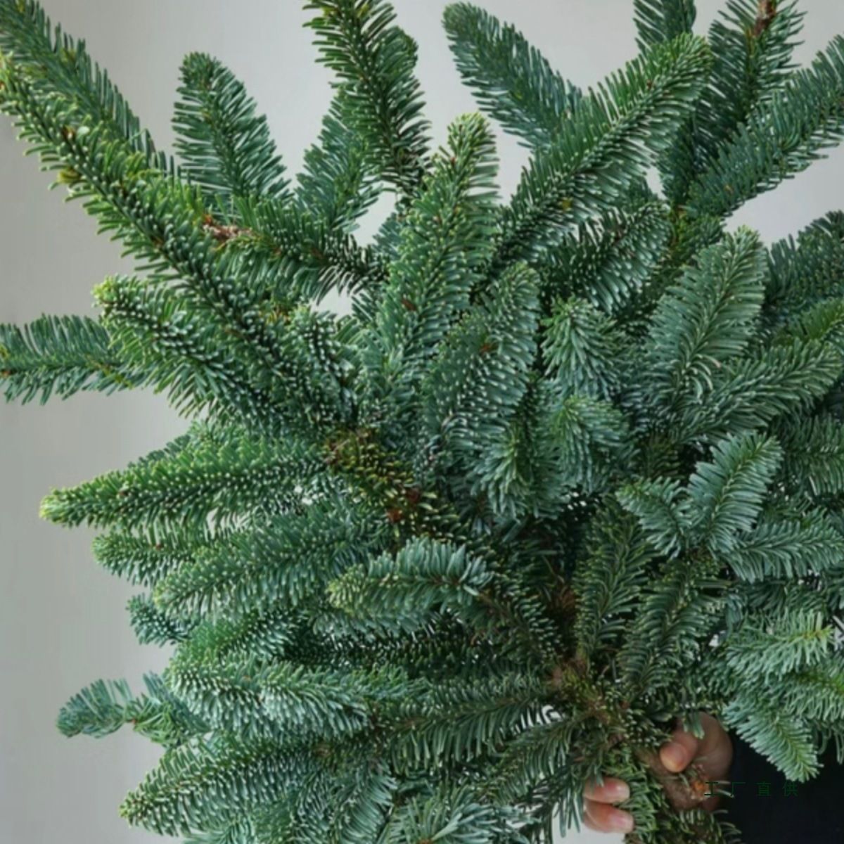 天然真诺贝松鲜切松枝圣诞节装饰材料DIY圣诞树鲜活云南鲜花真树