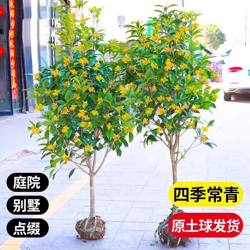 正宗桂花树苗浓香型原生八月金桂四季常青别墅庭院室内外盆栽老桩