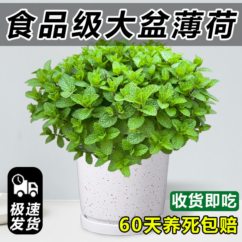 大盆薄荷盆栽可食用室内桌面绿植大苗驱蚊猫薄荷叶迷迭香四季香草