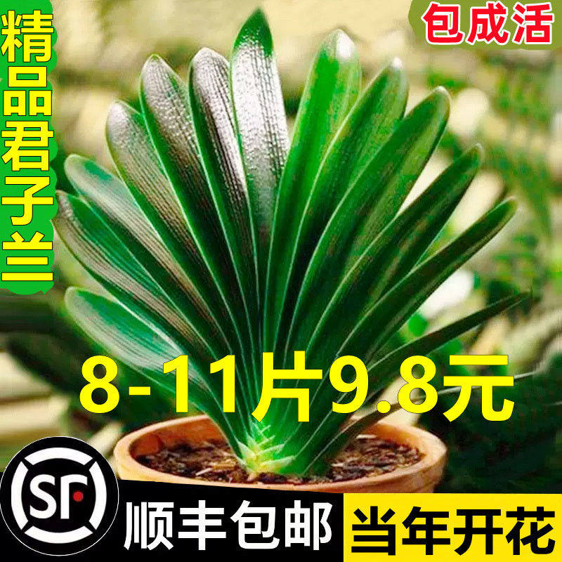 君子兰盆栽老苗四季好养多肉花卉带花苞绿植物室内圆头和尚大小苗