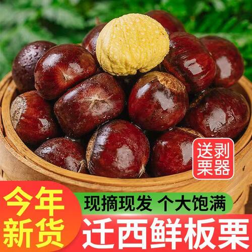 2026迁西板栗现摘带壳大粒均匀