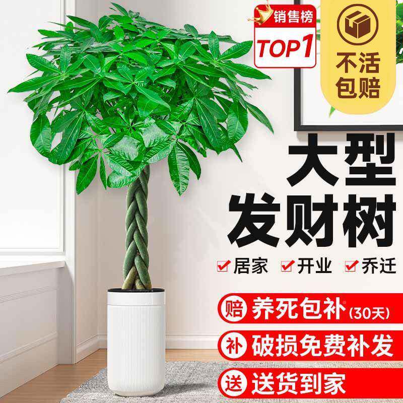 发财树植栽大客盆厅落地式绿室bGYDcQWu内真花招财办物公室大型植
