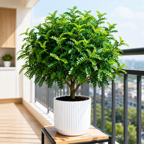 清香木盆栽室内外驱蚊草植物胡椒木老桩树苗办公桌面绿植懒人盆景