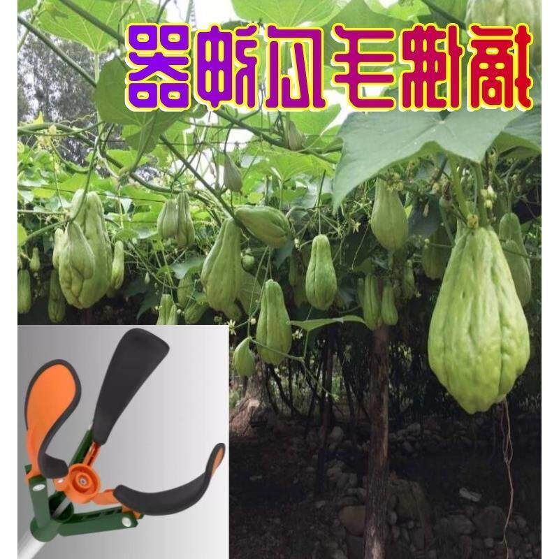 摘佛手瓜神器摘过高树摘果摘木瓜神器伸缩杆果实采摘器摘橙子桔子