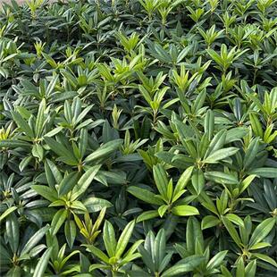 大叶高山杜鹃 耐寒耐热庭院室内木本花卉盆栽绿植