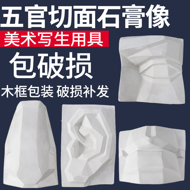 速发五官切面石膏像五官实面摆件石膏美术教具素描绘画美术静物人