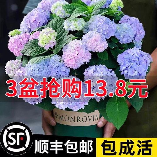 速发绣球花苗无尽夏四内开花绣球花盆栽庭院好养的花卉植物室季花