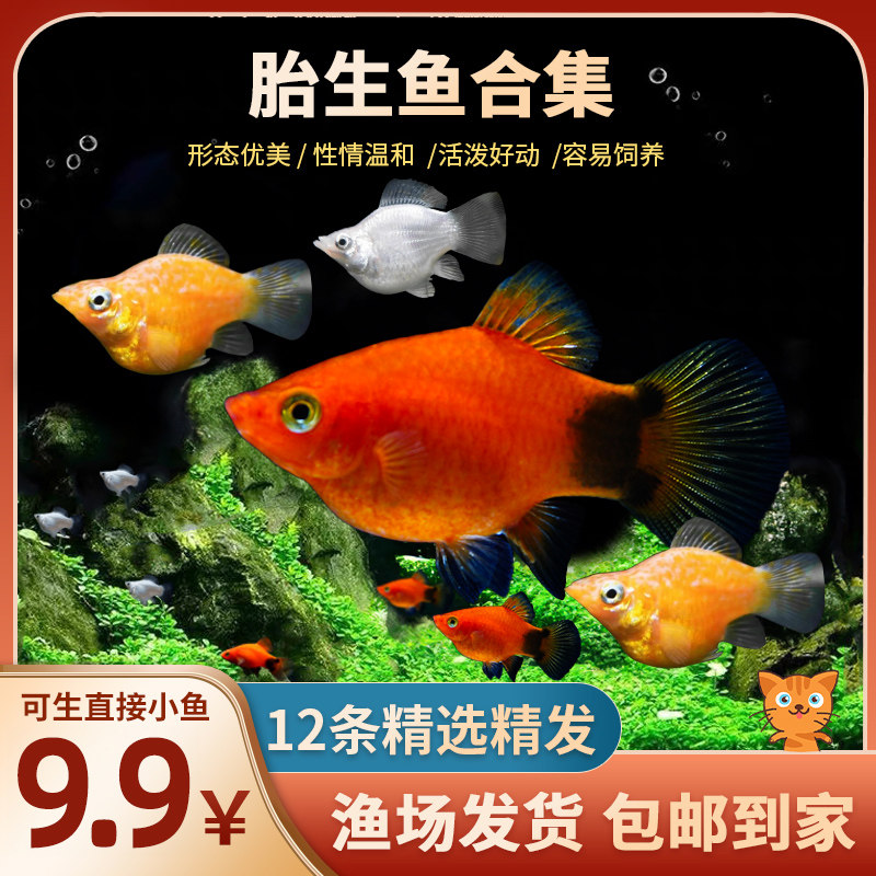 速发胎生鱼生鱼苗鱼小鱼活观赏鱼热带鱼型丽淡水好养孔雀鱼玛小鱼