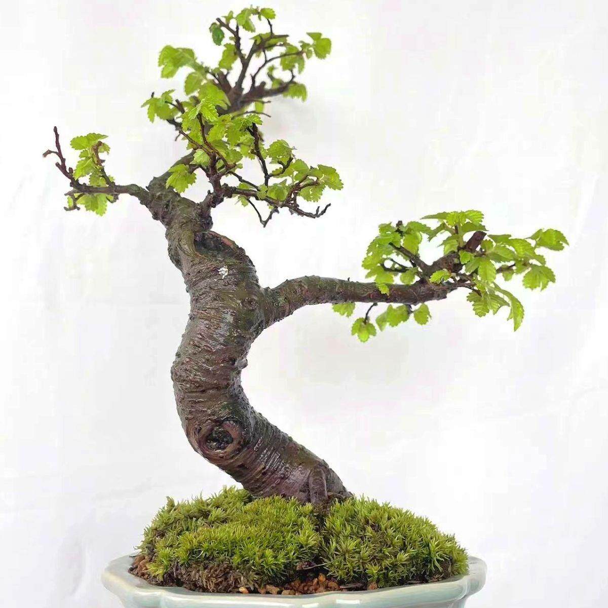 小叶榆树盆景根造型老akc桩阳台办公桌盆栽四常季青榔植物一提物