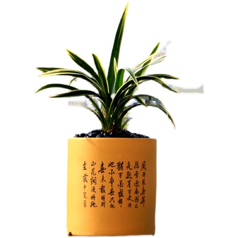 精品兰花苗金兰金边矮种r掌中宝浓香好养室内茶桌(春节前后花期)