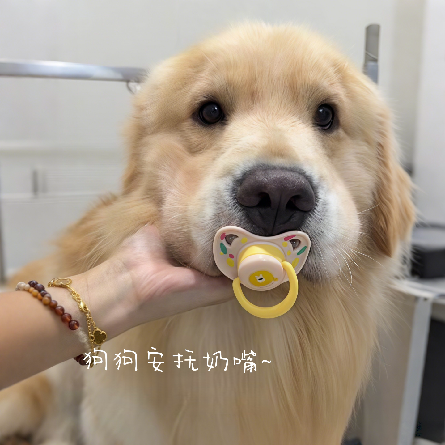 狗狗安抚奶嘴中小型犬专用宠物磨牙解闷玩具金毛比熊断奶生活用品