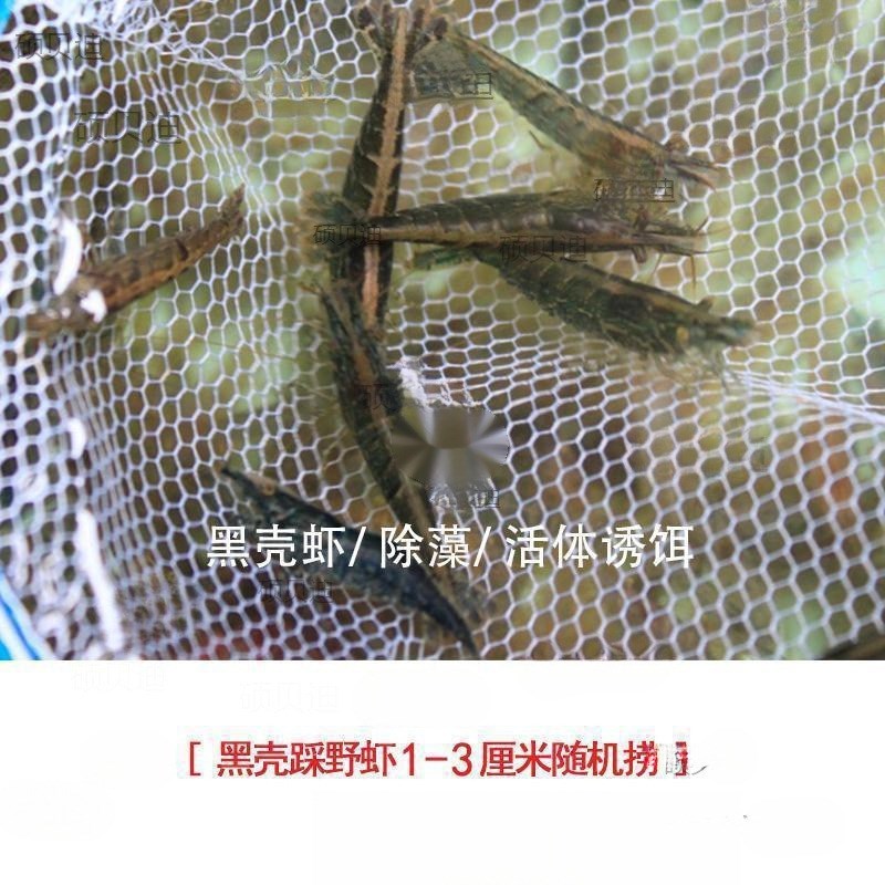 速发观赏虾实用黑壳虾缸除藻鱼淡水缸洁清虾水族箱造景虾缸工具虾