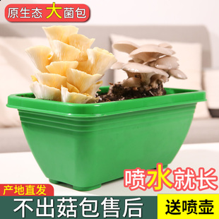速发菇培菌包蘑菇种植包香菇种植菌种家种磨菇菌菇金针菇家庭平土