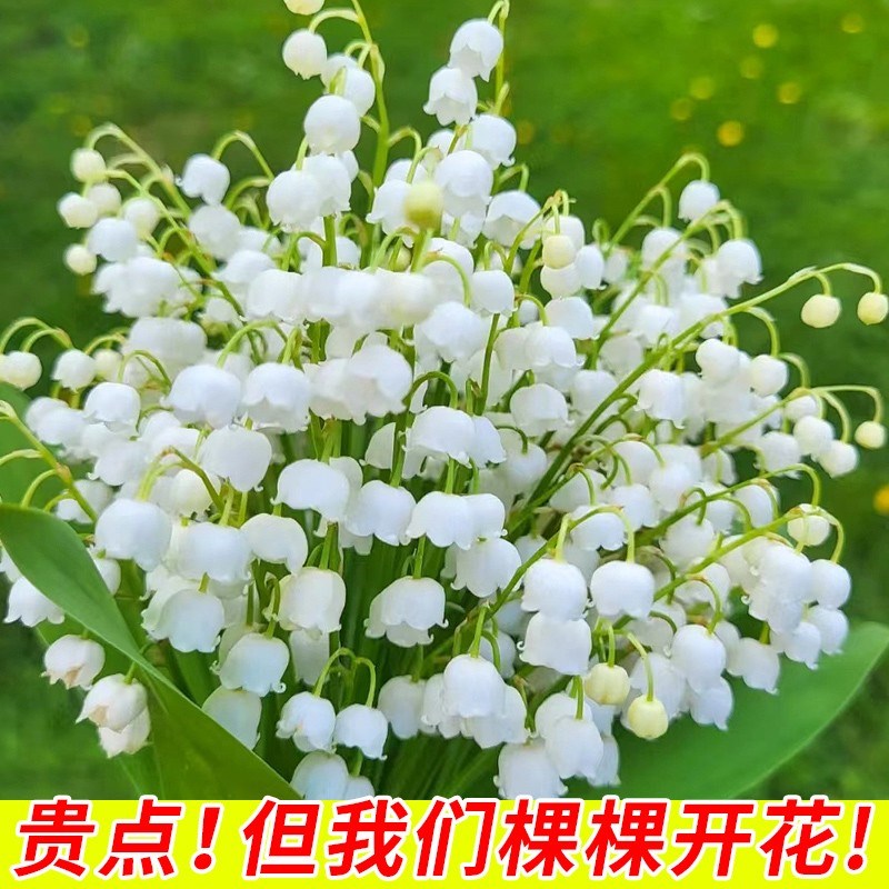 速发铃兰花苗盆栽室内外带养植物四台开季耐热好芽种球花卉