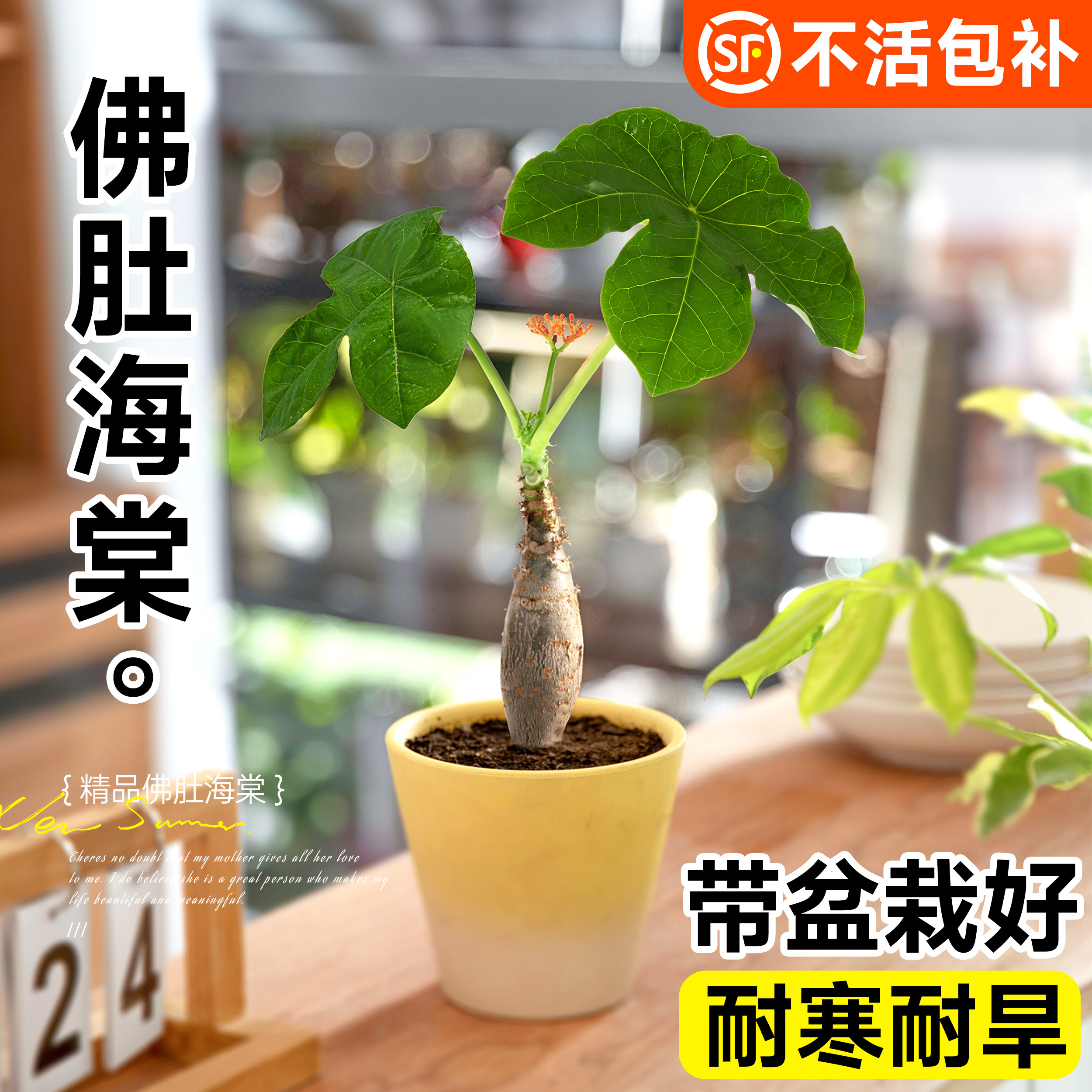 速发花肚海棠盆栽客厅办公室季面老桩盆景花卉绿植四桌开佛耐热好