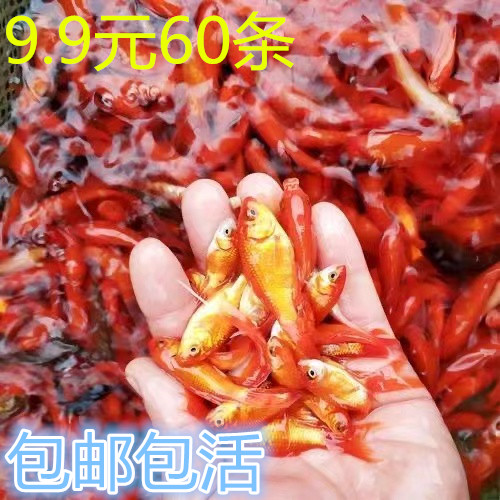 速发小型淡水观赏鱼耐活好锦草赏观鱼活鱼苗鱼缸活小红白养鲤