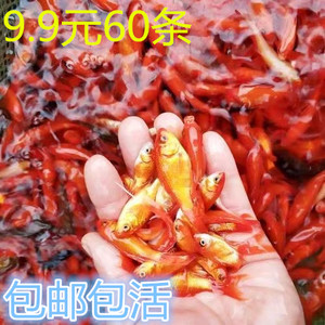 速发小型淡水观赏鱼耐活好锦草赏观鱼活鱼苗鱼缸活小红白养鲤