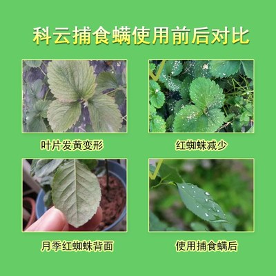 热销捕食螨加州新小绥螨草莓大棚生态种植用红Q蜘蛛蓟马叶螨害螨