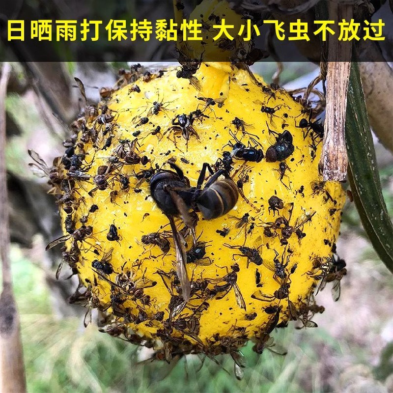 热销柑橘果蝇f诱捕器强力粘蝇球户外果树园防虫果实蝇瓜果害虫神