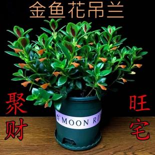 带花苞金鱼吊兰带花盆栽金鱼花室内植物四季 开花水培易养易活绿植