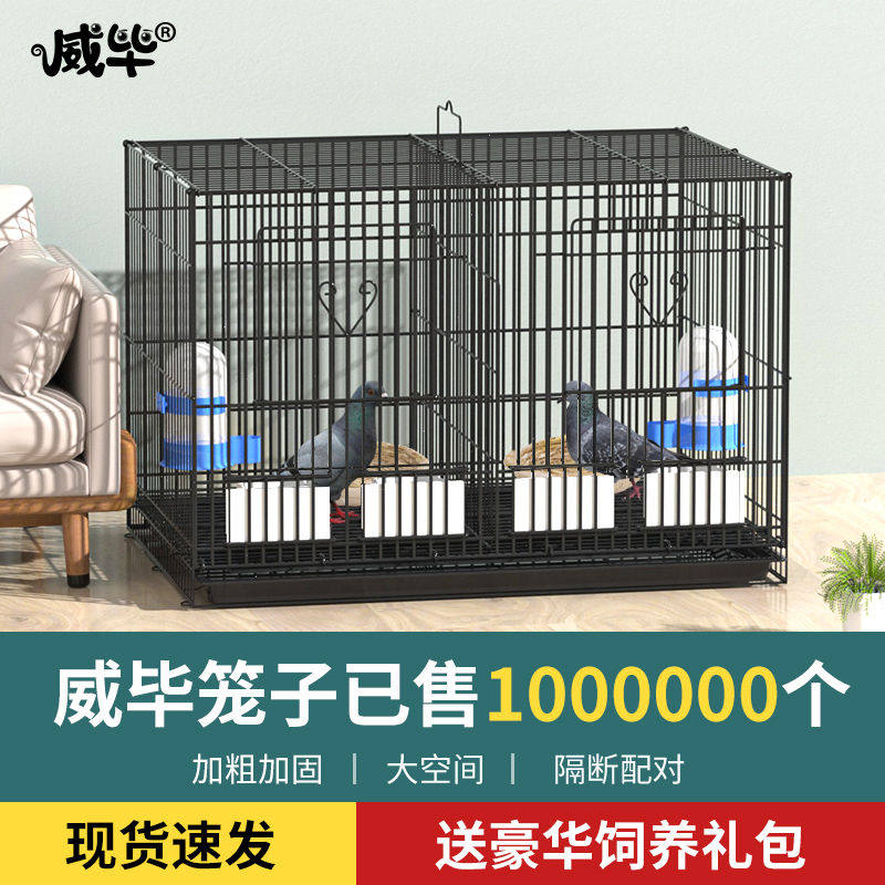 鸽子笼子家用鸽笼白鸽养殖配对铁笼巢箱种鸽繁殖芦丁鸡笼大号特大