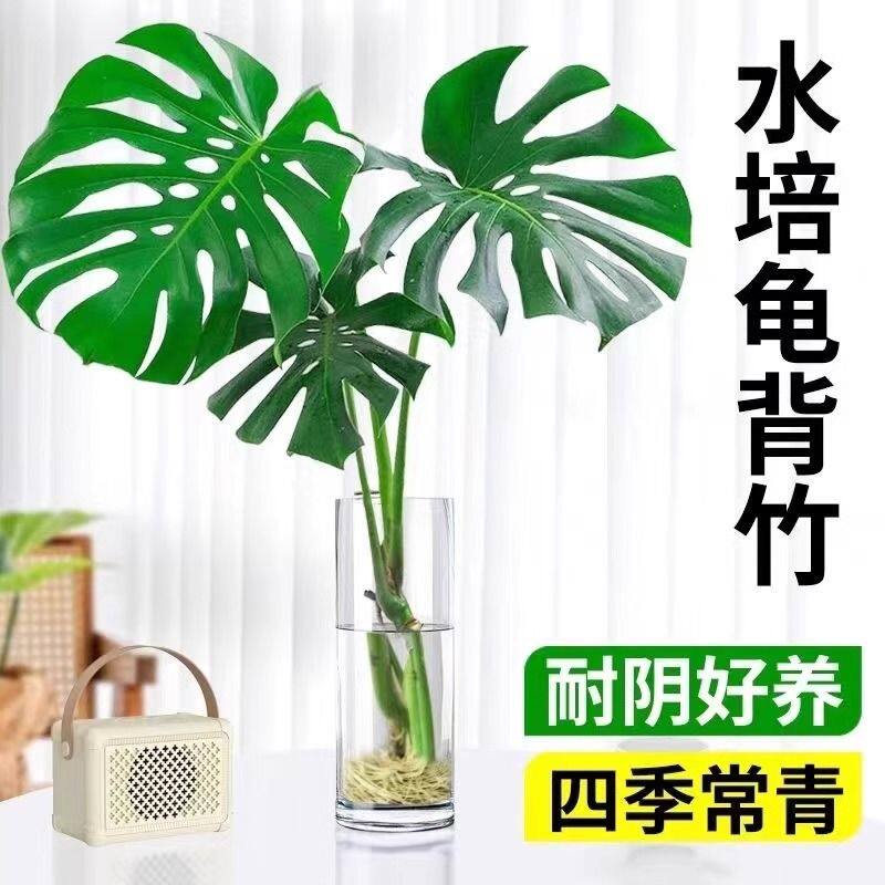 水培植物龟背竹盆栽老桩大叶绿萝水养富贵竹室内桌面好养春羽绿植