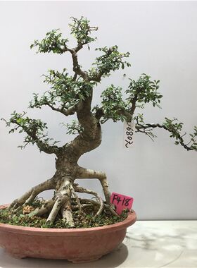 榆树盆景植物大型老桩黄杨雀梅阳台庭院造型红芽小叶榔榆