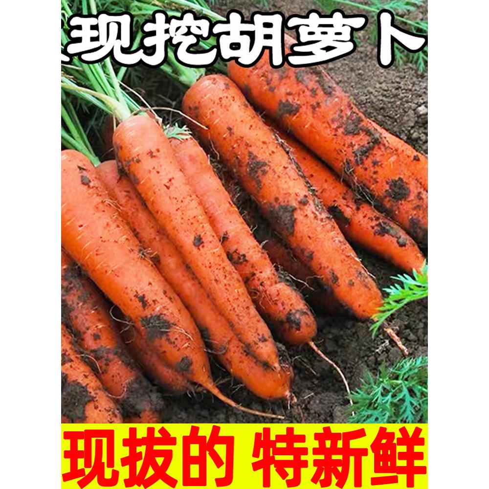 胡萝卜新鲜10斤水果萝卜脆甜生吃红心沙地罗卜现挖即食农家蔬菜5