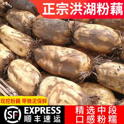 速发正宗洪湖粉藕藕湖北特产粉糯莲藕现挖新鲜武汉九孔连旗舰店煲