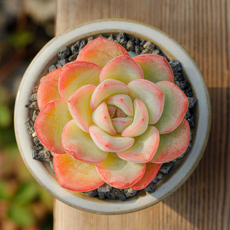 美诺花园草莓泡芙多肉植物办公室防辐射绿植肉肉植物高品质肉肉