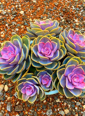 紫珍珠多头多肉老桩大颗紫色小贵货含盆P土发花卉七彩多肉