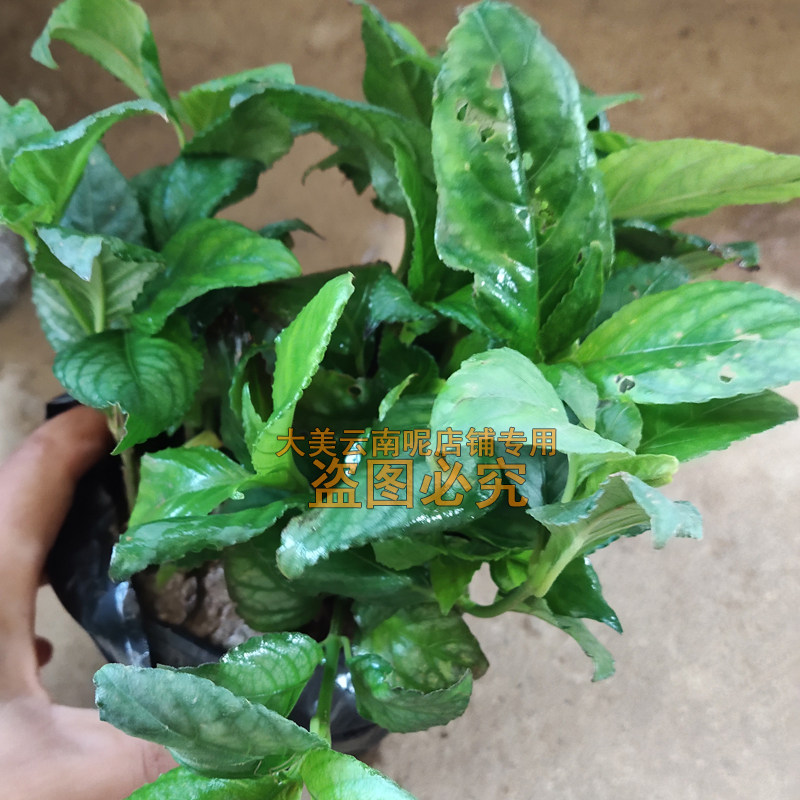 糯米茶苗香茶香料茶植物带根带土盆栽发货包邮小苗6W棵1盆现挖苗