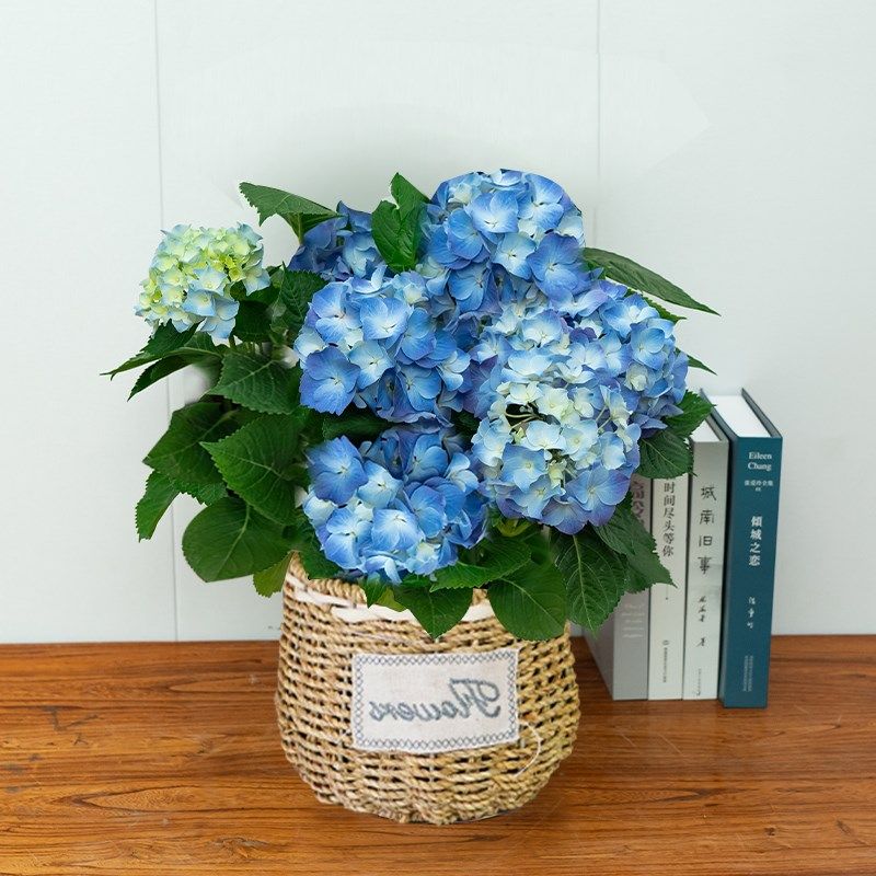 绣球花盆栽无尽夏四季开花室外庭院工程绿化好P养植物室内阳台花,鲜花速递/花卉仿真/绿植园艺,绣球/木绣球/木本植物,淘宝优惠券,粉丝福利购,淘宝优惠卷