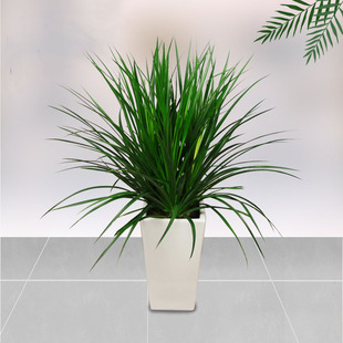 武汉同城 龙血树盆栽带盆t 龙血兰植物室内办公室客厅好养大型绿