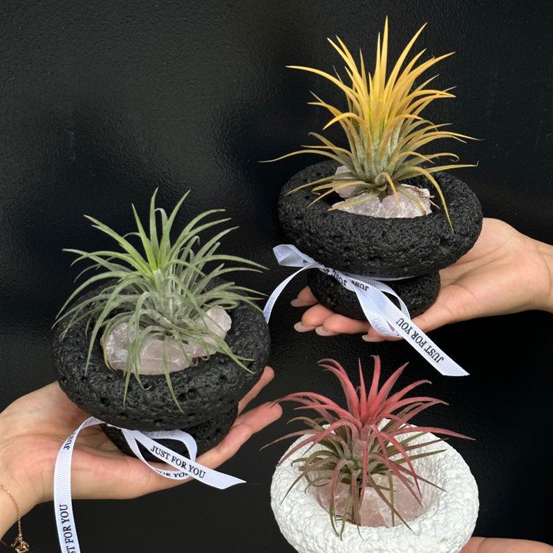 苏太植物空气凤梨桌面室内无土盆景G可爱绿植节日diy礼物摆件,鲜花速递/花卉仿真/绿植园艺,红掌/凤梨/温室花卉,淘宝优惠券,粉丝福利购,淘宝优惠卷