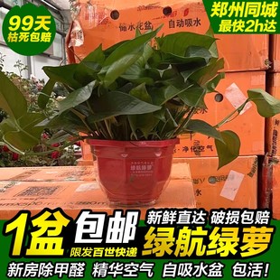大盆绿航绿萝大叶长藤自吸水盆水培绿箩室内盆栽植物办公室吸甲醛