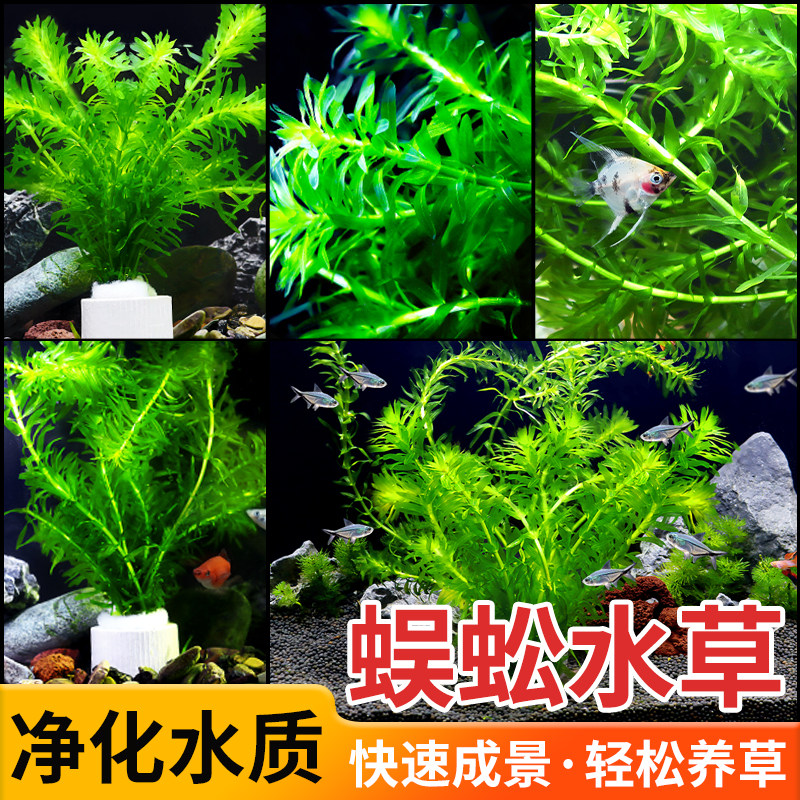 现货鱼缸净水植物蜈蚣草新手好养懒人造氧真水草鱼缸造景淡水阴性